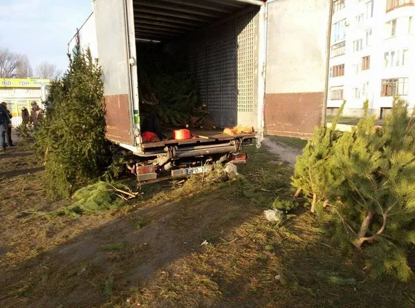 У Луцьку продавці ялинок знищують зелені зони (фото)