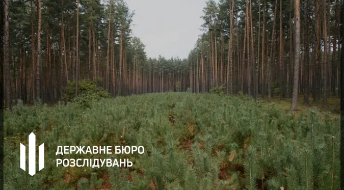 На Волині експосадовців лісової галузі підозрюють у незаконній вирубці на понад 21 мільйон
