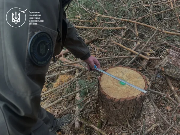 На Волині незаконно вирубали дерев на понад 6 млн грн