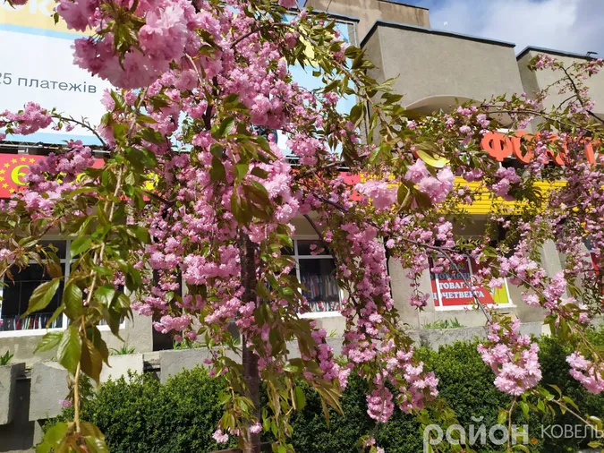 Сезон яскравих селфі відкрито: у Ковелі зацвіли сакури (фото)