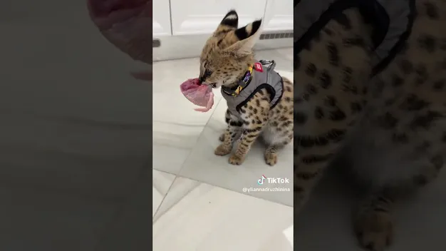 😼 Луцька блогерка показала свою хижу кицьку (відео)