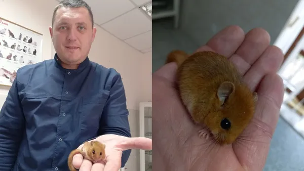 На Волині до ветеринара принесли тварину, якої він ще ніколи не бачив (фото, відео)