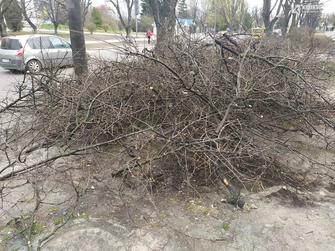 У Луцьку на Молоді кронували дерева (фото)