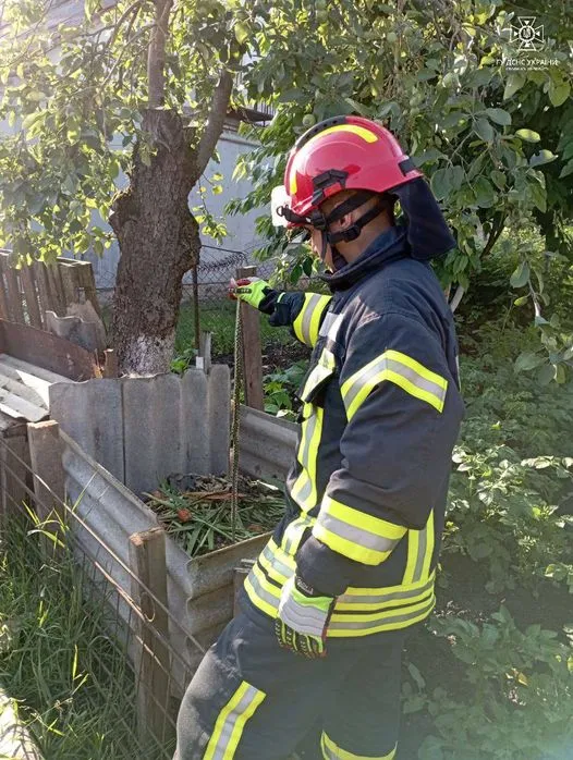 Знайшли в компостній ямі: у Володимирі у двір заповз вуж