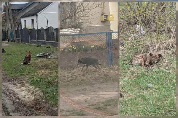 У Рожищі ловили безпритульних собак: що відбувається (фото)