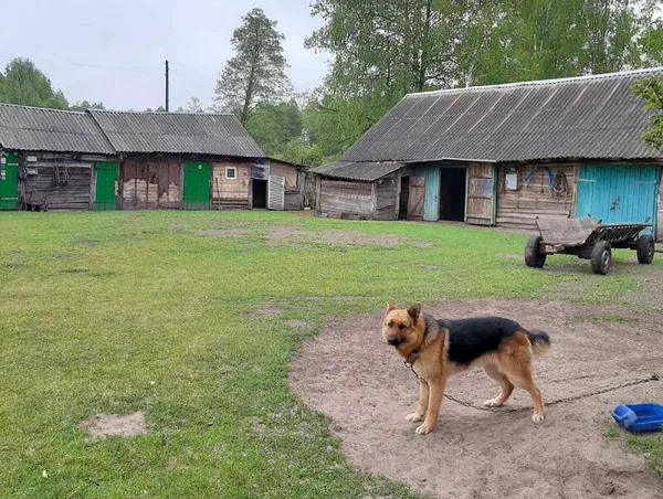 Майже 50 років разом на хуторі серед лісу: життя за три кілометри від білоруського кордону (фото)