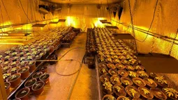 Масштаби плантацій марихуани вражають: волинські слідчі оголосили підозру наркобарону з Полтавщини