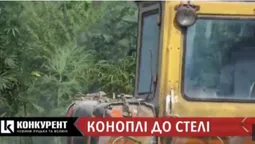Поблизу Луцька знайшли плантацію конопель (відео)