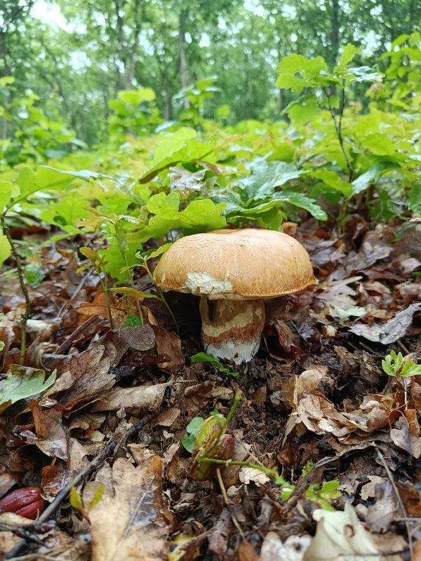 У лісі біля Луцька після дощу полізли білі гриби (фото)