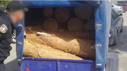 На Волині водій «запакував» у причеп майже два десятки соснових колод (фото, відео)