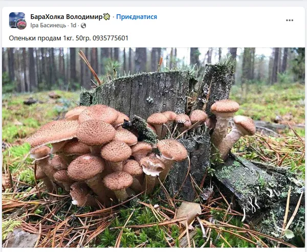 Скільки коштують опеньки у Луцьку (фото)