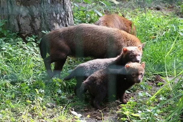 Кущовий собака