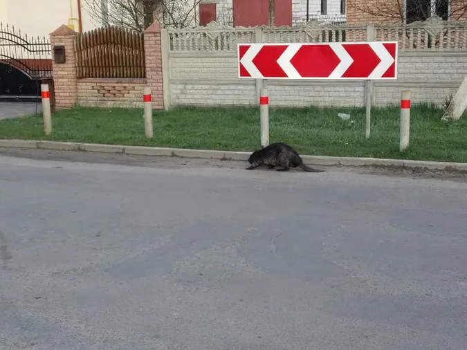 У Ківерцях дорогою прогулювався бобер (фотофакт)