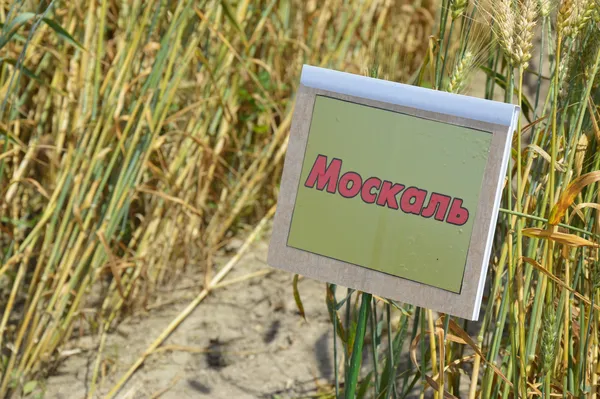 І «Москаль» тут як тут