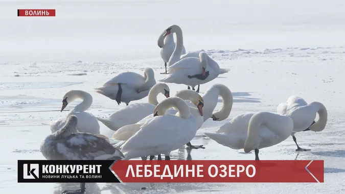 На водоймі поблизу Луцька оселилися три десятки лебедів (відео, фото)