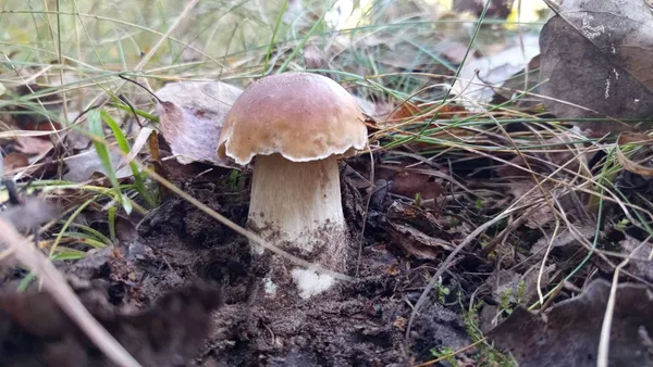 Ростуть один біля одного: у лісі на Ковельщині полізли білі гриби (фото)