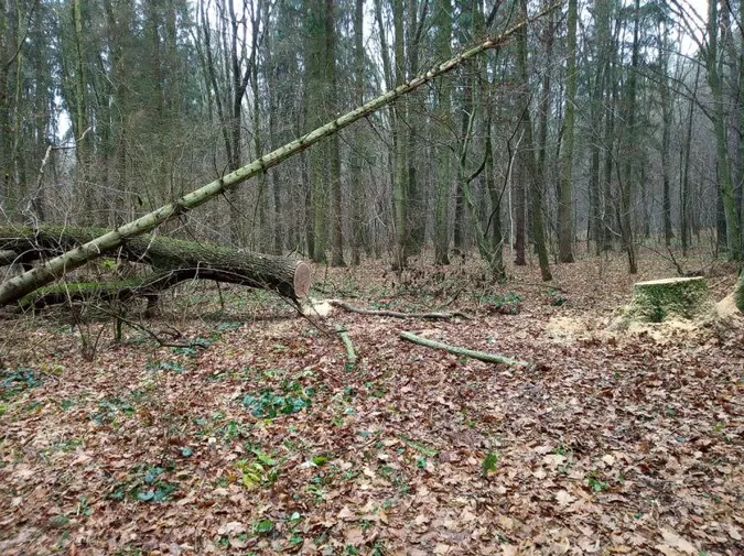 На Волині затримали автомобіль, навантажений незаконно зрубаним дубом (фото)