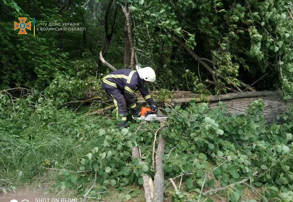 На Волині буревій повалив дерево на дорогу