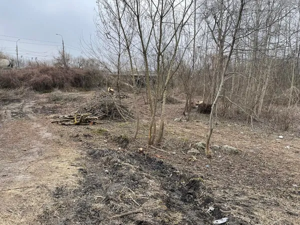У Луцьку на Набережній дерева зрізали до оголошення тендеру (фото)