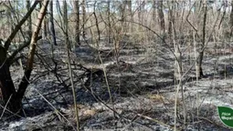 На Ківерцівщині вночі зловили паліїв лісу (фото)