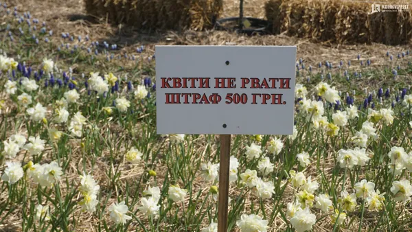 Відкриття фестивалю «Волинська Голландія»: чим дивують гостей (багато фото)