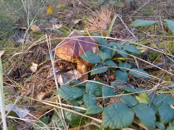 Розміром із дві долоні: де на Волині знаходять ящики грибів (фото)
