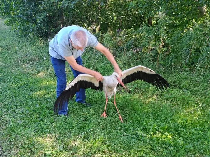 На шацькій трасі збили лелеку: у якому він стані (фото)