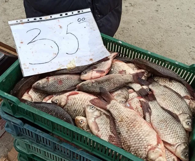 Карасі, товстолоби, коропи: на Волині продавали 34 кілограми риби без документів (фото)