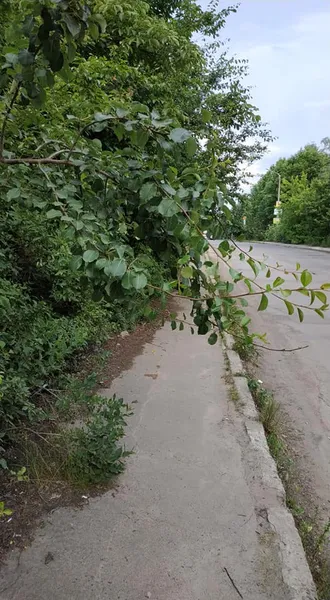 Шприци, пляшки і навіть унітаз: у Луцьку замість стежки – смуга перешкод (фотофакт)