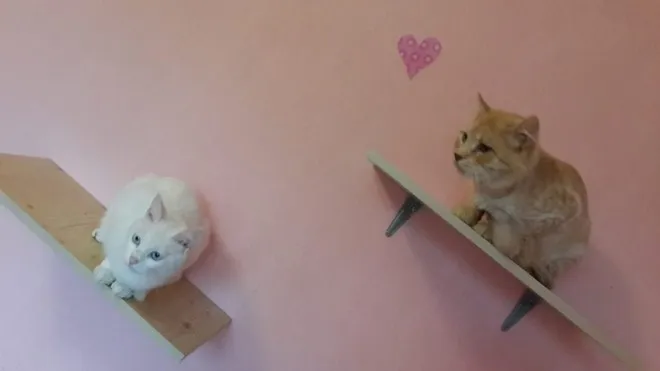 У Луцьку з'явиться «котячий» готель