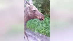 У нацпарку на Волині помітили рідкісного звіра (відео)