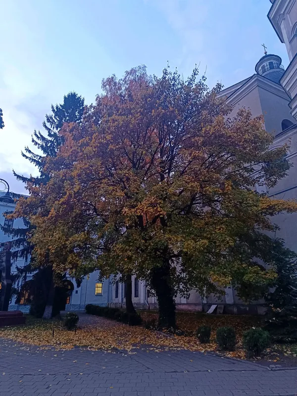 На межі ночі і світанку: показали чарівні світлини осіннього Луцька (фото