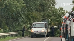 На трасі під Луцьком дерево впало на автівку (фото)