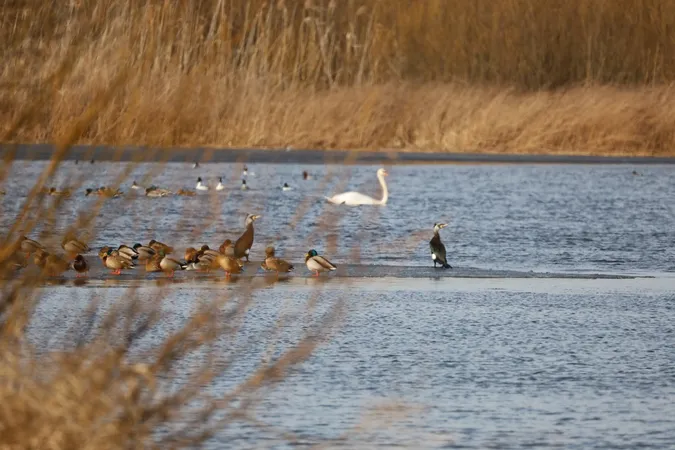 На Волині помітили рідкісних птахів (фото)