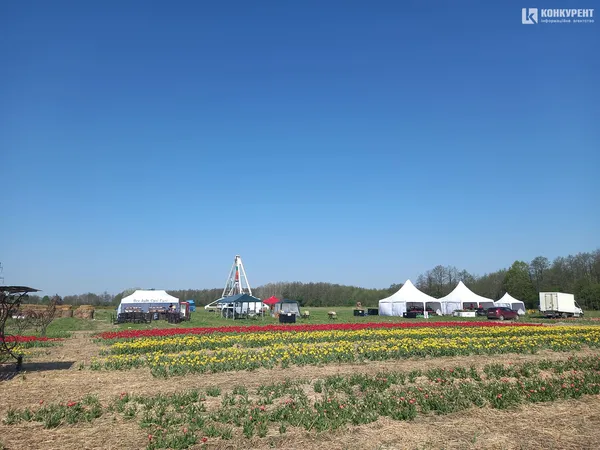 Море квітів: «Волинська Голландія» стартувала (фото)