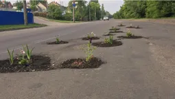 У Луцьку на двох вулицях у вибоїнах посадили квіти  (фото, оновлено)