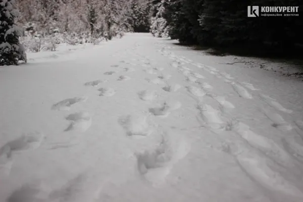 Як під Луцьком ростуть новорічні ялинки (фото, відео)