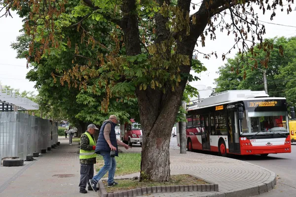 Шансів, що каштани виживуть, – мізер: чи шукають тих, хто труїть дерева в центрі Луцька
