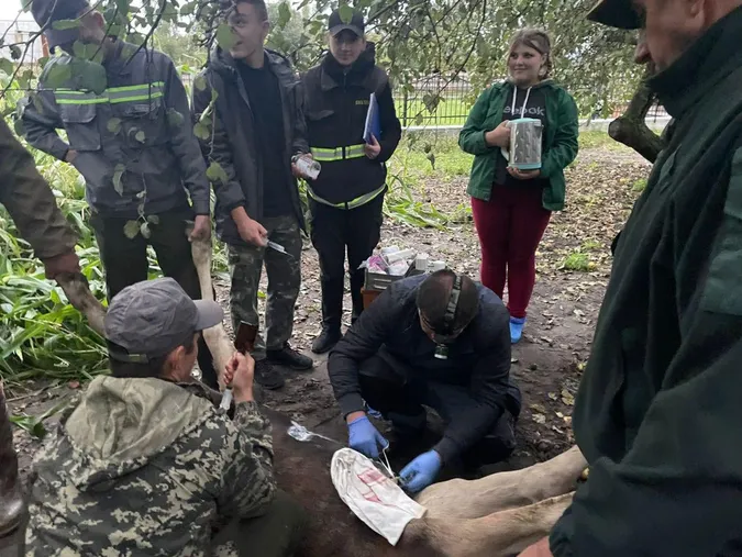 Випадали нутрощі: на Волині врятували важко поранене лосеня (фото, відео)