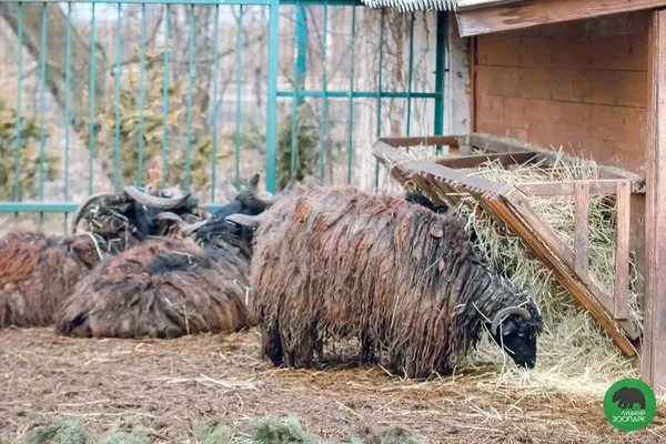 В очікуванні тепла: мешканці Луцького зоопарку проводжають зиму (фото)