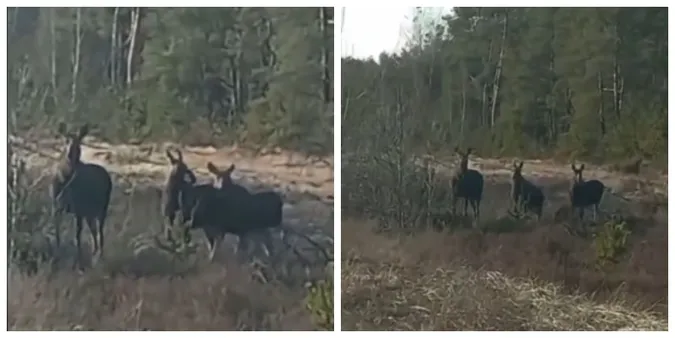 На Волині помітили сімейку червонокнижних лосів (мімішне відео)