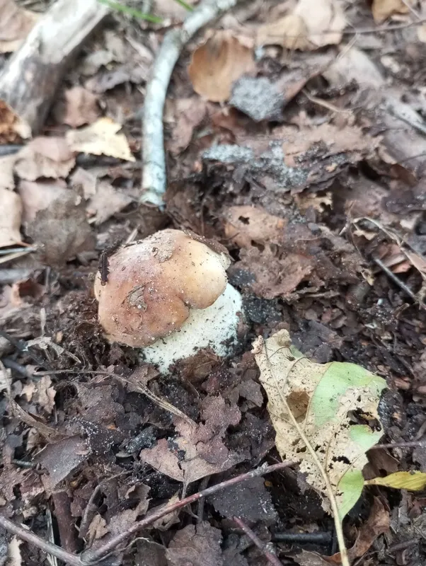 Грибна скарбниця Волині: на Камінь-Каширщині показали лісові трофеї (фото)