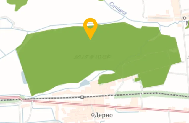 На Волині росте унікальний 5-стовбурний дуб, якому 250 років (фото)