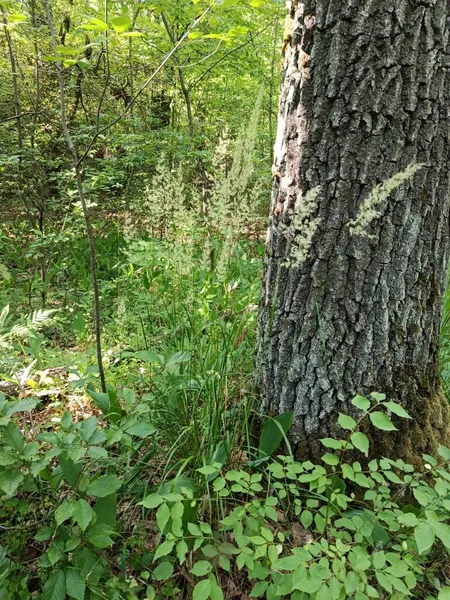 Куничник Очеретяний