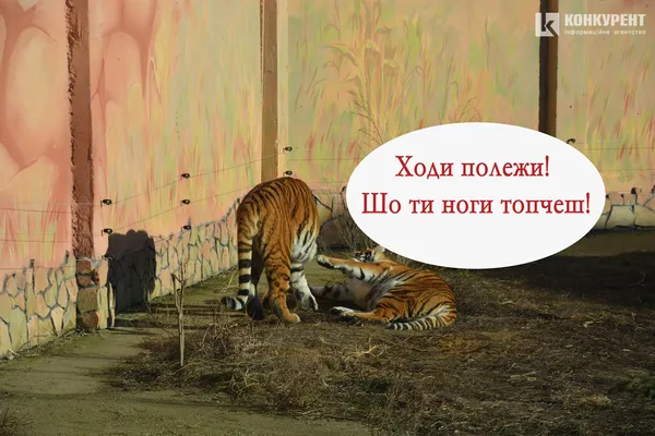 Одна хвилина в житті луцьких тигрів (КОМІКС)