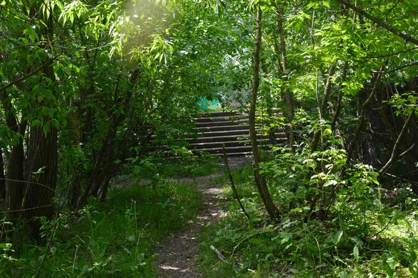 А ще на пляжі є сходи. які вже повністю заросли чагарниками