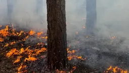 Горять гектари: на Волині рятувальники гасять масштабну лісову пожежу (фото)