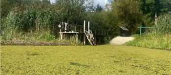 На Поліссі річку потопила червонокнижна рослина без коріння: Стохід перетворився на суцільний зелений килим (фото)