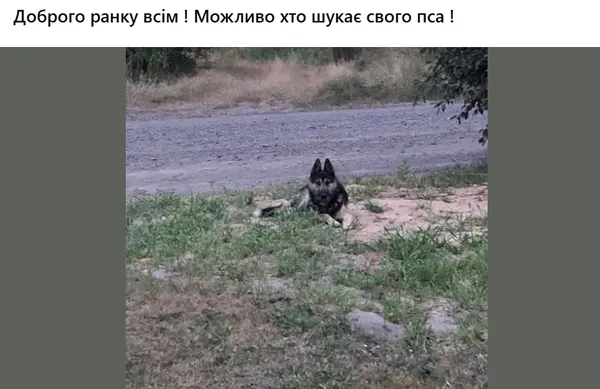 У Луцьку після ворожої атаки масово зникли собаки: що відбувається (фото)