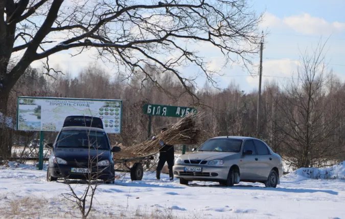 В нацпарку на Волині заготовляють очерет: для чого він потрібен (фото)